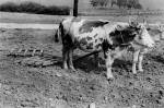 61. Boronls faboronval, Tornaszentjakab (Abaj-Torna vm.) – Paldi-Kovcs Attila felv. 1969. MTA Nprajzi Kutatintzete F 888