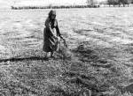 106. Szikkad, kinytt kender, Bodony (Heves megye). Szolnoky Lajos felvtele, 1955 (Nprajzi Mzeum, Budapest)