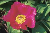 Mecseki bazsarzsa (Paeonia banatica)