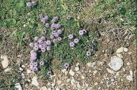 Szvlevel gubvirg (Globularia cordifolia)