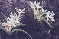 Magyar kikerics (Colchicum hungarica)