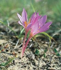 Homoki kikerics (Colchicum arenarium)