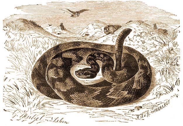 kígyó pénisz tinktúrája