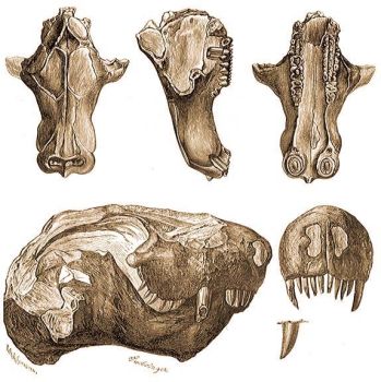 Tritylodon-koponya Dl-Afrika karroo-rtegbl. 1. fellrl, 2. oldalrl, 3. alulrl.