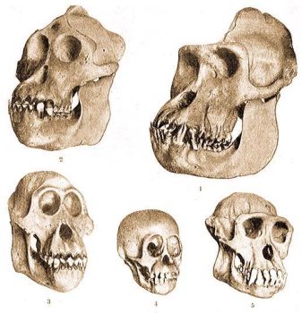 Emberszabs majomkoponyk. 1 gorilla, 2 orangutn hm, 3 orangutn nstny, 4 egsz fiatal orangutn, 5 csimpnz. Birkner "Die Rassen und Vlker der Menschheit" c. knyvbl.