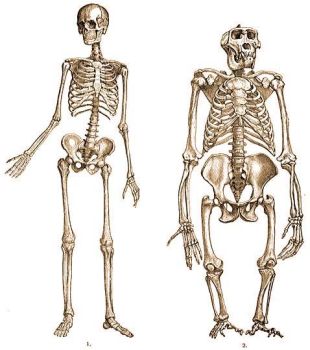 Az ember (1) s gorilla (2) csontvza termszetellenesen nyjtott helyzetben.