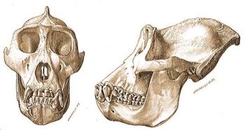 A gorilla hmjnek koponyja ellrl s arclben. Hartmann utn.