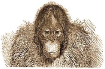 Orangutn.