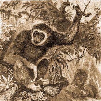 Fehrkez gibbon (Hylobates lar L.).