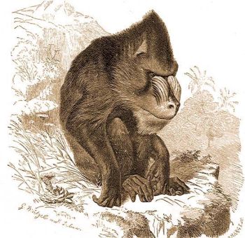 Mandrill (Mandrillus maimon L.).