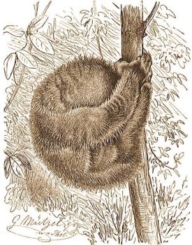 A potto (Perodicticus potto E. Geoffr.) alv helyzetben.