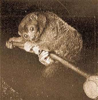 A potto (Perodicticus potto E. Geoffr.). Kothe, Berlin phot.