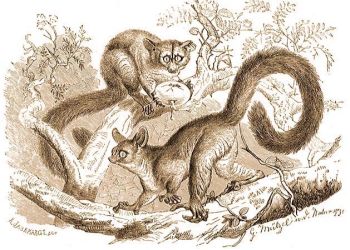 risi galg (Galago crassicaudatus E. Geoffr.).