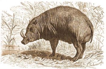 A celebeszi babirussza (Babirussa alfurus Less.).