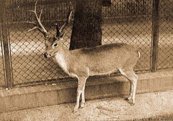 Pampaszarvas (Odocoileus bezoarticus L.).