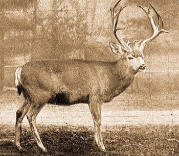 Fles amerikaiszarvas (Odocoileus hemionus Raf.).