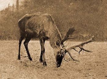 Altai vapiti (Cervus canadensis sibiricus Mtsch.).