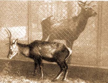 Trpe gmszarvas (Cervus elaphus corsicanus Erxl.).