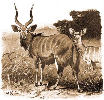 Nyala (Nyala angasi Angas).