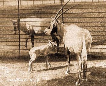 Arab bejza (Oryx leucoryx Pall.).