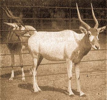 Srnyes mendeszantilop (Addax nasomaculatus Blainv.) nyri ltzetben.