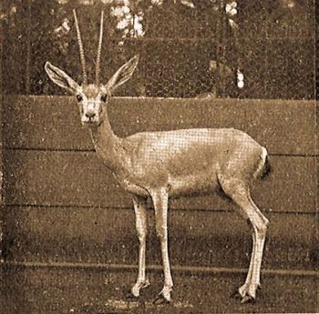 Homoki gazella (Gazella leptoceros loderi Thos.).