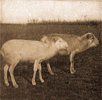 Nstny tatrantilop (Saiga tatarica L.).