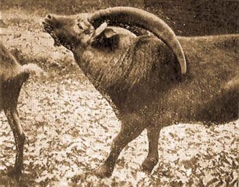 Kszli kecske bak (Capra ibex L.).