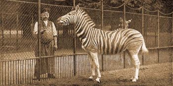 Alfldi zebra (Equus quagga burchelli Gray).