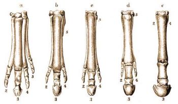 A l mells lbnak trzsfejldstani fokozatai: a)=Orohippus, b)=Mesohippus, c)=Anchitherium, d=Hipparion, e)=Equus (A rgi Brehm szerint).