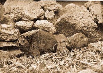 Dlafrikai szirtiborz (Procavia capensis Pall.).