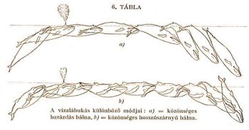 A blna vizalbuksnak klnbz mdjai: a)=kznsges barzds bla, b)=kznsges hosszszrny blna.