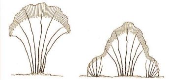 Madrvdelem - A csokoralak bokor tidomtsa fldig leveles bokorr.