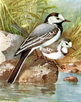 Barzdabilleget (Motacilla alba L.). Hossza 20 cm. Fa- s kraksokban, hztetk zgaiban fszkel prilisban, majd jniusban. Gykrbl, fbl s falevlbl rakott fszkt szrrel, olykor tollal bleli. 5-7 tojsn szrksfehr alapon finom szrke s szrksbarna pontok. Megtelepthet hzereszek alatt ksztett tgnyls tglars-oduban s az eresz cscsa al helyezett 