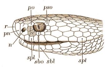 Rkosi vipera feje oldalrl: n = orrpajzs, pn = elorrpajzs, po = szemeltti pajzs, pso = szemmgtti pajzs, r = orrcscspajzs, sbl = als ajakpajzsok, sbo = szemalatti pajzs,  spl = fels ajakpajzsok.