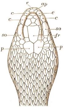 Hm rkosi vipera feje fellrl: ap = orrtetpajzs, c = prknypajzsok, fr = homlokpajzs, p = falpajzsok, r = orrcscspajzs, so = fels szempajzsok, sq = pikkelyek.