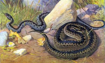 Keresztes vipera 