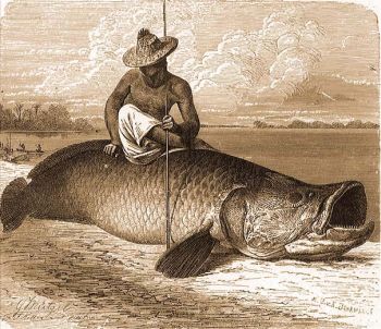 Arapaima (