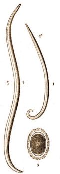 1. Az ember Orsgilisztja (Ascaris lumbricoides L.) 1 = hm, 2 = nstny, 3 = pete. 