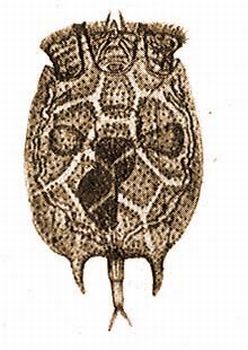 6. Noteus quadricornis Ehrbg. (Ejferth-Schnichen: Einfachste Legensformen Bermhler, Berlin. 1927).