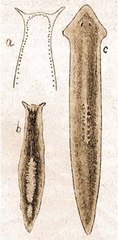 a) Seregszem szarvas planria: Polycalis cornuta Johnson, b) Szarvas planria: Pl. alpina Dana, c) Fles planria: Pl. gonocephala Duges. (Steinmann- Bresslau: Die Strudelwrmer)