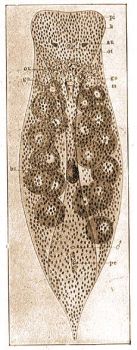 1. Convoluta convoluta Abbildg. pi = festkszemcsk, k = Zoochlorellk, au = szem, ot = helyzetrzkszerv, go = mregszerv, m = szj, o = hm ivarnyls, pe = hm przszerv, bs = ondhlyag, ov = petefszek 