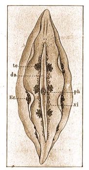 Mesostoma tetragonum Mll. da = blcs, Ec = tarts tojsok, ph = garat, te = here, vi = szkmirigy