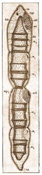 1. Microstomum lineare Mll. 16 egynbl ll vonalas telepe. Az anya elszr kt f, ezek kt msodrend egyedre oszlottak, amelyek mr befzdssel el is vannak klntve. A tovbbi oszlsok harntsvnyekkel jelezve. au = szem, wgr = szaglgdr, mI s mII = az els- s msodrend egyed szja, m1 s m2 = a harmad- s negyedrend egyed szja, da = bl, dap = vakbl, cp = farkszemlcs 