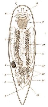 Dalyellia viridis Schau. 1 = ivarnyls, 2 = hmivarszerv, 3 = ondhlyag, 4 = tojs, 5 = here, 6 = agydc, 7 = szj, 8 = szem, 9 = garat, 10 = szktsz, 11 = bl zoochlorelkkal, 12 receptaculum seminis (magtart), 13 = petefszek, 14 = ni vezetk (Kkenthal-Krumbach: Hdbuch d. Zoologie, Bd. 2.)