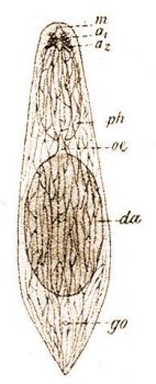 Plagiostomum lemari Pless. m = szj, a1 s a2 = szemek, da = bl, go = ivarnyls, se = brzsing, ph = garat (Bhmig: Turbellarii, in Brauer: Ssswasserfauna etc.)