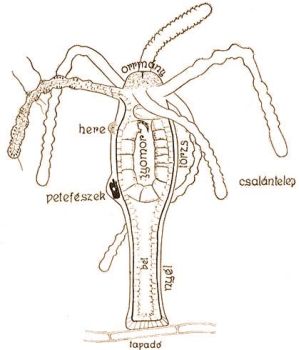 A barna desvzi hydra, H. attenuata szervezete, belben sznyoglca (eredeti)