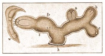 A Microhydra ryderi Potts polypocskja, mely rvnyfrget fogott, a, b, c = bimbk, s = kocsonys-, h = szaruhvely (periderma), fr = sarjkezdet.