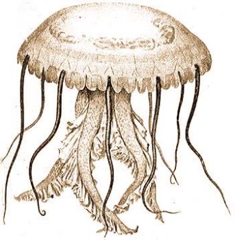 Pelagia noctiluca Pr. Lar