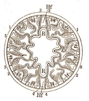 Adamsia diaphana k. m.-e. Hf = irnyzsebek, R = garatcsatornk, 1-6 = svnyprok keletkezsk sorrendjben szmozva